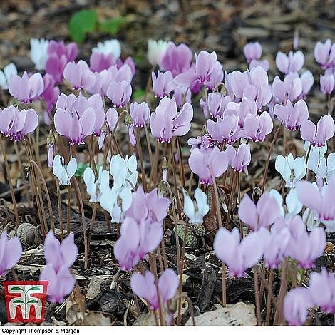 Cyclamen Hederifolium 1 Cyclamen Hederifolium