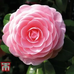 Camellia 'Blooming Wonder' - Gift -Fresh Sprout Camellia Blooming Wonder Pink
