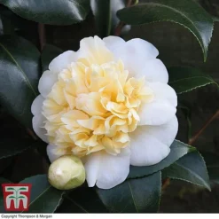 Camellia 'Blooming Wonder' - Gift -Fresh Sprout Camellia Blooming Wonder White