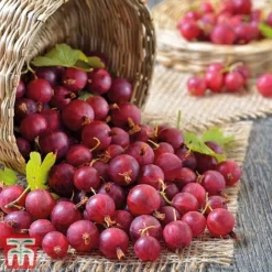 Gooseberry Collection -Fresh Sprout Captivator