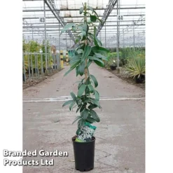 Clematis Armandii 'Snowdrift' -Fresh Sprout Clematis Snowdrift KC4972 C