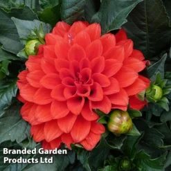 Dahlia Gallery Riviera