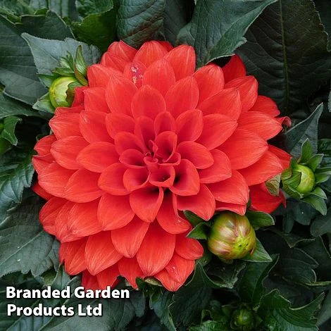 Dahlia Gallery Riviera 1 Dahlia Gallery Riviera