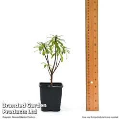 Daphne X Transatlantica 'Pink Fragrance' -Fresh Sprout DAPH PINKFR9CM T45492