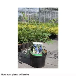 Decaisnea Fargesii 10 Decaisnea Fargesii -Fresh Sprout DECA T66200 A h