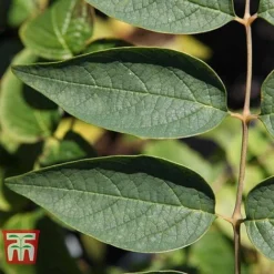 Decaisnea Fargesii 9 Decaisnea Fargesii -Fresh Sprout DECA T66200 D