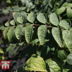 Decaisnea Fargesii 11 Decaisnea Fargesii -Fresh Sprout DECA T66200 E