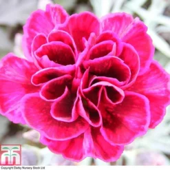 Dianthus 'Odessa Red' -Fresh Sprout DIAN T80274 A