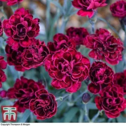Dianthus 'Odessa Red' -Fresh Sprout DIAN T80274 B