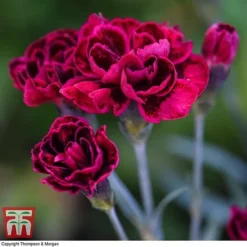 Dianthus 'Odessa Red' -Fresh Sprout DIAN T80274 E
