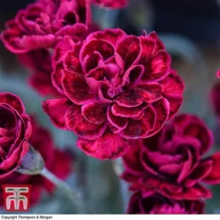 Dianthus 'Odessa Red' -Fresh Sprout DIAN T80274 F
