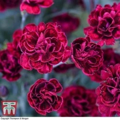 Dianthus 'Odessa Red' -Fresh Sprout DIAN T80274 G