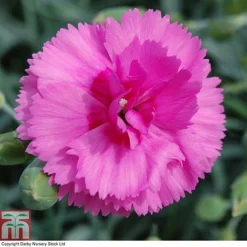 Dianthus 'Tickled Pink' -Fresh Sprout DIAN T80276 B