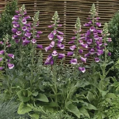 Foxglove 'Dalmation Purple'