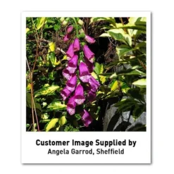Foxglove 'Dalmation Purple' -Fresh Sprout DIGI T64064 U1 h