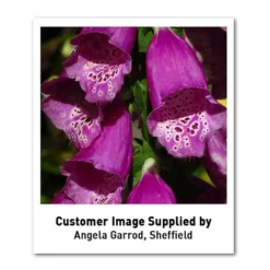 Foxglove 'Dalmation Purple' -Fresh Sprout DIGI T64064 U2 h