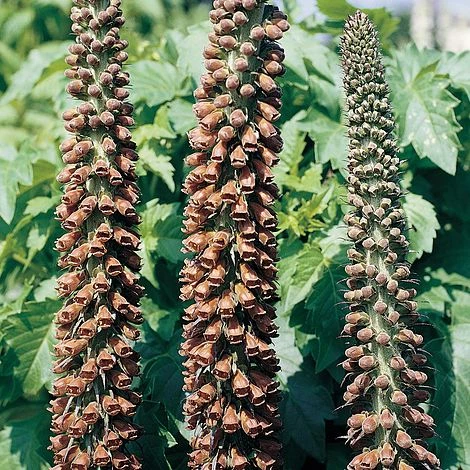 Foxglove 'Milk Chocolate' 1 Foxglove 'Milk Chocolate'