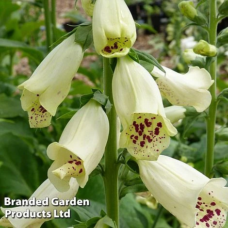 Foxglove 'Dalmatian Cream' 1 Foxglove 'Dalmatian Cream'