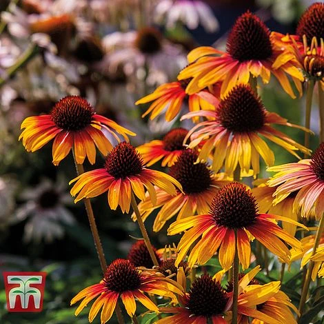 Echinacea 'Parrot' 2 Echinacea 'Parrot' - Image 2