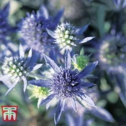 Eryngium Planum 'Blue Hobbit' 6 Eryngium Planum 'Blue Hobbit' -Fresh Sprout ERYN T74432 C1