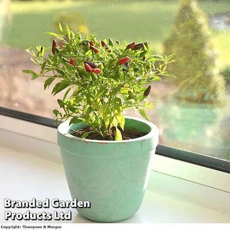 Chilli Pepper 'Fiery Flames' 1 Chilli Pepper 'Fiery Flames'
