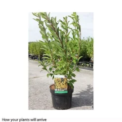 Forsythia X Intermedia 'Week-End' -Fresh Sprout FORS T66217 B h