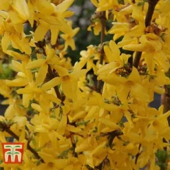 Forsythia X Intermedia 'Week-End' -Fresh Sprout FORS T66217 C