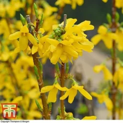 Forsythia X Intermedia 'Week-End'