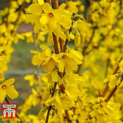 Forsythia 'Maree D'Or' 1 Forsythia 'Maree D'Or'