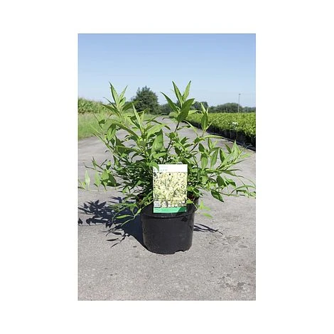 Forsythia 'Maree D'Or' 2 Forsythia 'Maree D'Or' - Image 2