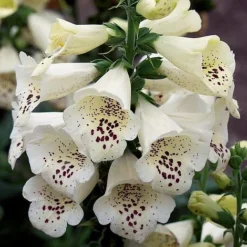 Foxglove 'Camelot Cream' -Fresh Sprout FOXG T57892 A h