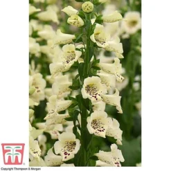 Foxglove 'Camelot Cream' -Fresh Sprout FOXG T57892 B