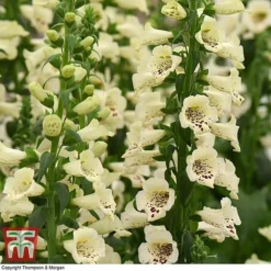 Foxglove 'Camelot Cream' -Fresh Sprout FOXG T57892 E