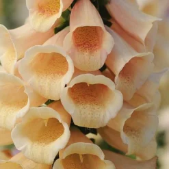 Foxglove 'Dalmatian Peach' 9 Foxglove 'Dalmatian Peach' -Fresh Sprout FOXG T58354 B h