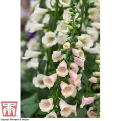 Foxglove 'Dalmatian Peach' 8 Foxglove 'Dalmatian Peach' -Fresh Sprout FOXG T58354 D