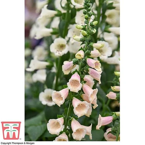 Foxglove 'Dalmatian Peach' 4 Foxglove 'Dalmatian Peach' - Image 4