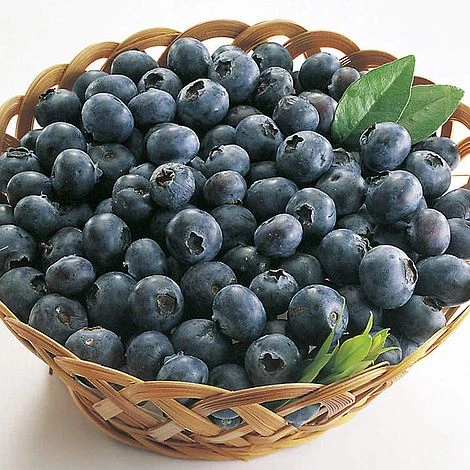 Blueberry 'Rubel' 1 Blueberry 'Rubel'
