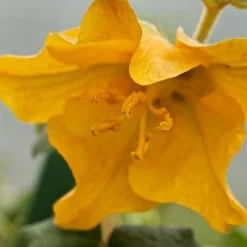 Fremontodendron Californicum