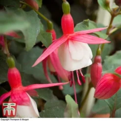 Fuchsia 'Alice Hoffman' (Hardy) -Fresh Sprout FUCH KA9929 C