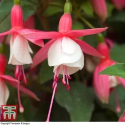 Fuchsia 'Alice Hoffman' (Hardy) -Fresh Sprout FUCH KA9929 D