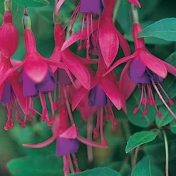 Fuchsia 'Tom Thumb' (Hardy) 12 Fuchsia 'Tom Thumb' (Hardy) -Fresh Sprout FUCH T57754 A h