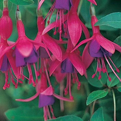 Fuchsia 'Tom Thumb' (Hardy) 6 Fuchsia 'Tom Thumb' (Hardy) - Image 6