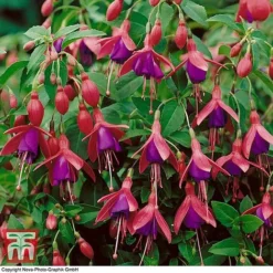 Fuchsia 'Tom Thumb' (Hardy) 11 Fuchsia 'Tom Thumb' (Hardy) -Fresh Sprout FUCH T57754 D