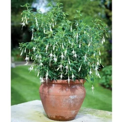 Fuchsia 'Hawkshead' (Hardy) -Fresh Sprout FUCH T65133 A h