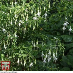 Fuchsia 'Hawkshead' (Hardy) -Fresh Sprout FUCH T65133 C