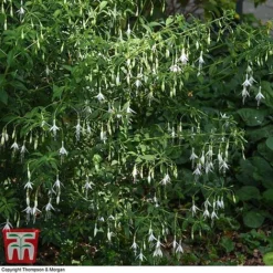 Fuchsia 'Hawkshead' (Hardy) -Fresh Sprout FUCH T65133 D