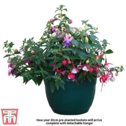 Fuchsia Trailing Pre-Planted Basket -Fresh Sprout Fuchsia