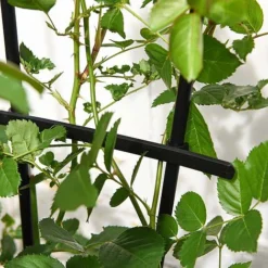 Garden Gear 1.2-Metre Fan Trellis 7 Garden Gear 1.2-Metre Fan Trellis -Fresh Sprout G447320TREL FANGARDEN203202000x2000