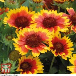 Gaillardia Aristata 'Arizona Sun' -Fresh Sprout GAIL T64144 B