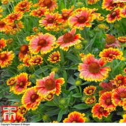 Gaillardia Aristata 'Arizona Sun' -Fresh Sprout GAIL T64144 C